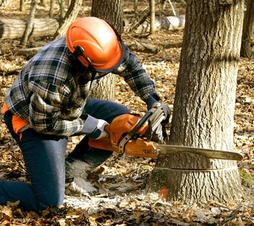 Tree Removal in Williamsfield, OH